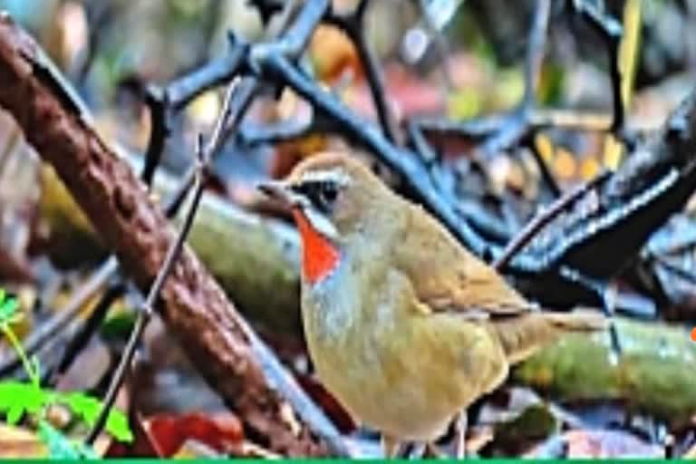 Siberian rubythroat bird