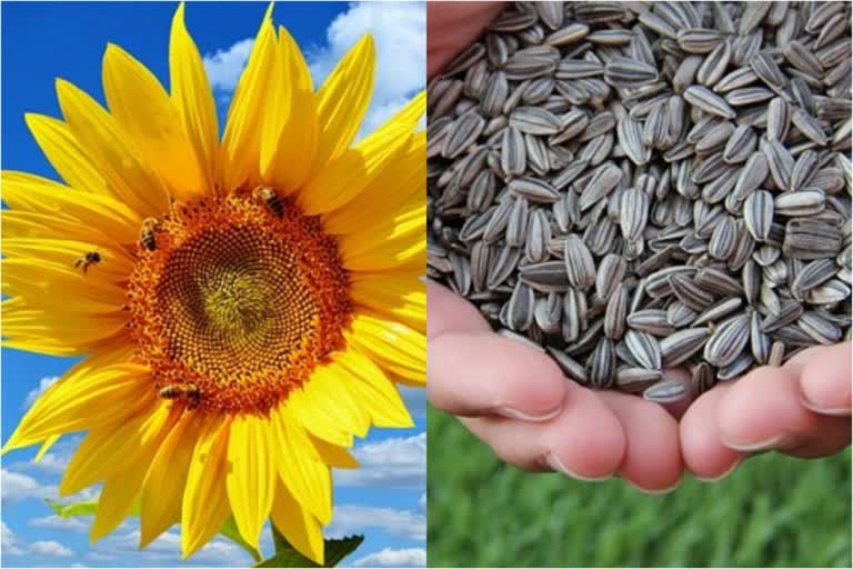 Sunflower Seeds News