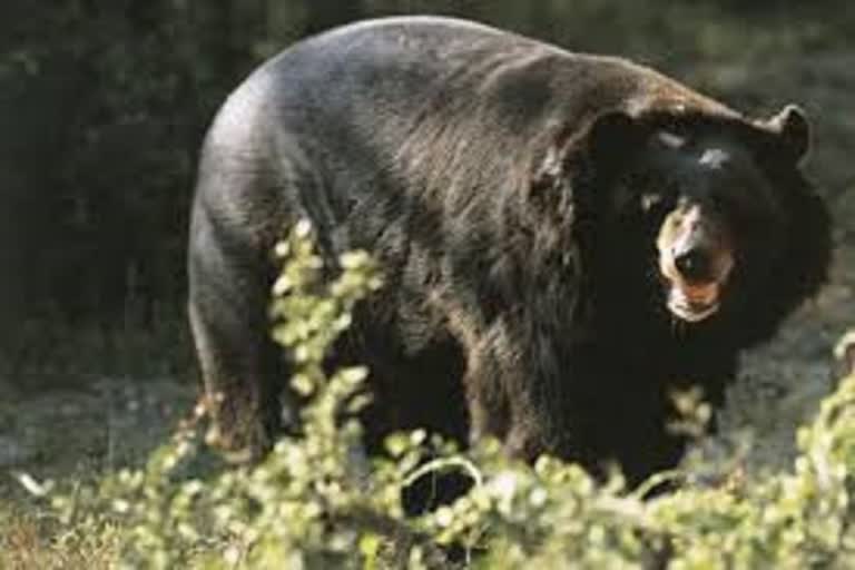 Bear Count in Corbett Park