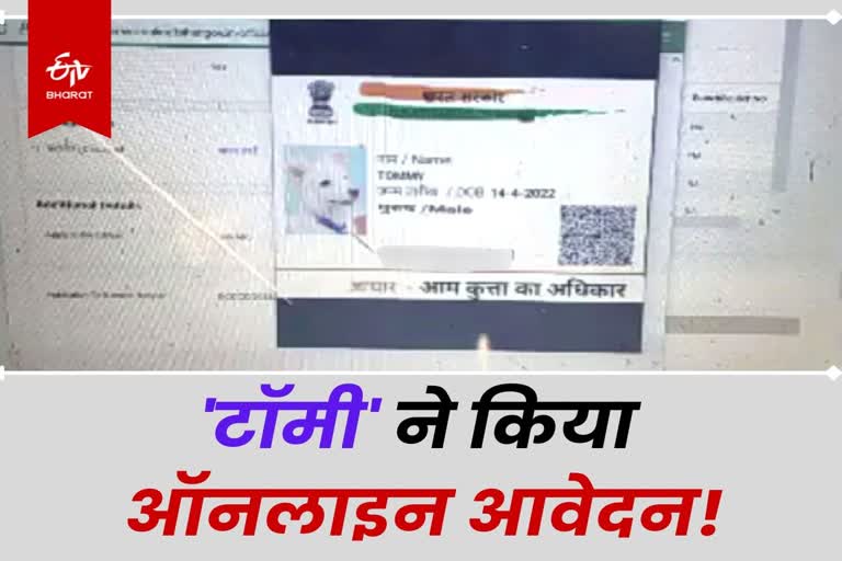 application for dog caste certificate Etv Bharat