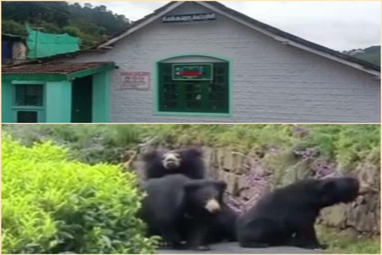 Coonoor bear