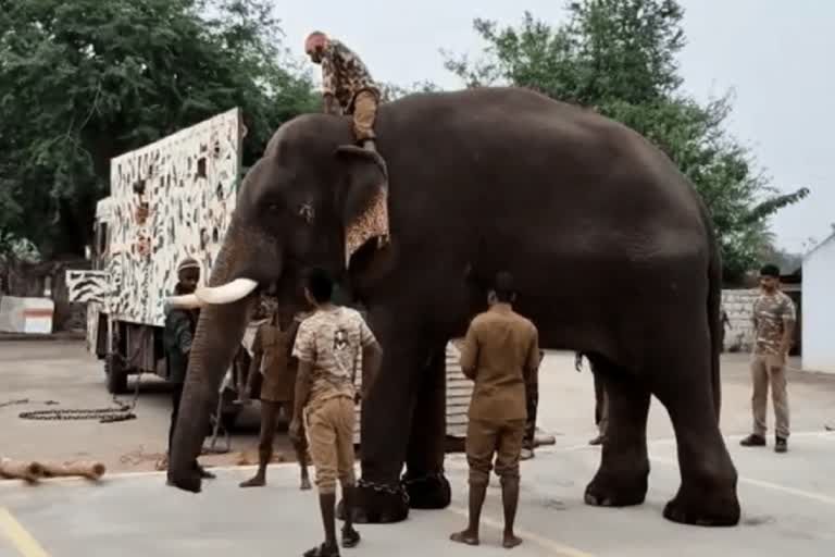 ஒற்றை யானையை பிடிக்க களமிறங்கும் கும்கி யானை