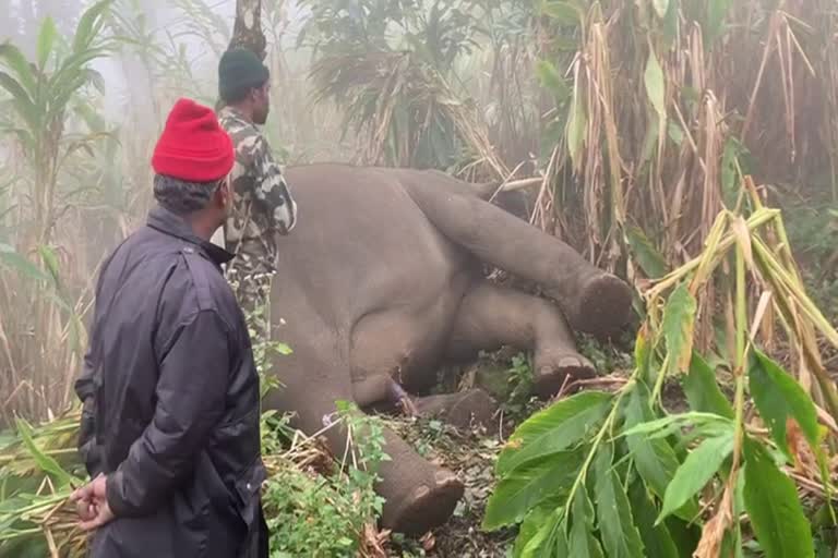 Elephant found dead in Idukki  കാട്ടാന ചെരിഞ്ഞ നിലയില്‍  അരികൊമ്പന്‍  വനംവകുപ്പ്  ബിഎല്‍ റാവിൽ കാട്ടാനയെ ചെരിഞ്ഞ നിലയില്‍  Arikompan atrocities  Man elephant conflict in Idukki