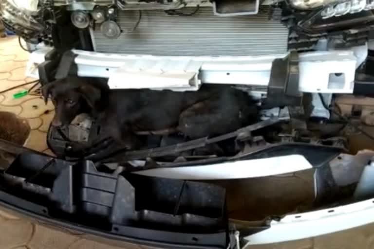 dog got stuck in car bumper after hit by vehicle  dog stuck in car bumper travel seventy km  Dakshina Kannada  karnataka  നായ  കർണാടക  ദക്ഷിണ കന്നട  ബമ്പറിനകത്ത് അകപ്പെട്ട് നായ