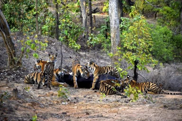 Madhya pradesh  Madhya pradesh Panna Tiger Reserve  Panna Tiger Reserve  മധ്യപ്രദേശിലെ പന്ന വന്യജീവി സങ്കേതം  കടുവ  കടുവ മുത്തശ്ശി  ഛത്തര്‍പുര്‍  മധ്യപ്രദേശ്  വന്യജീവി