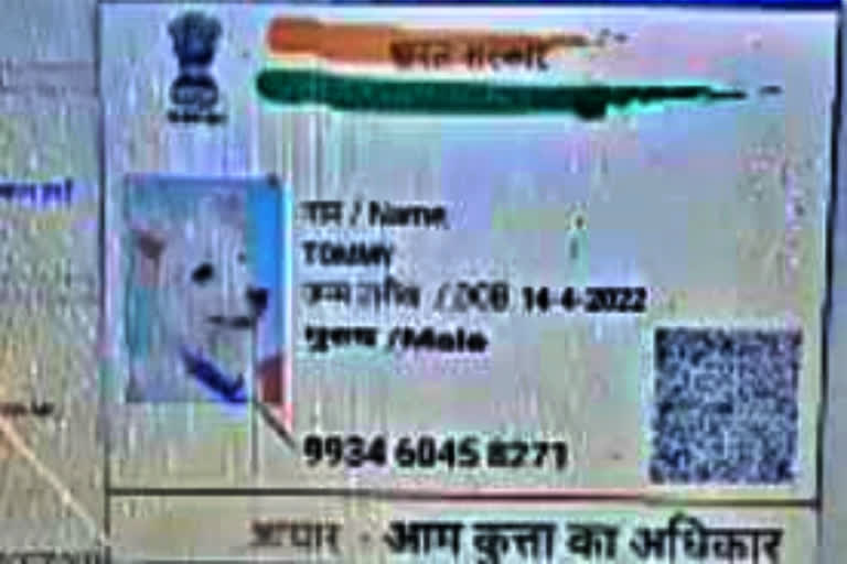 Aadhar card of the dog applying for a caste certificate