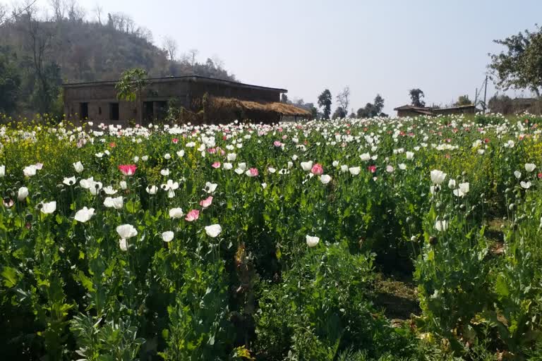 Opium cultivation in Palamu