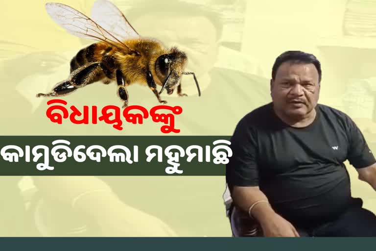 mla bhagirathi sethi injured after bee attack