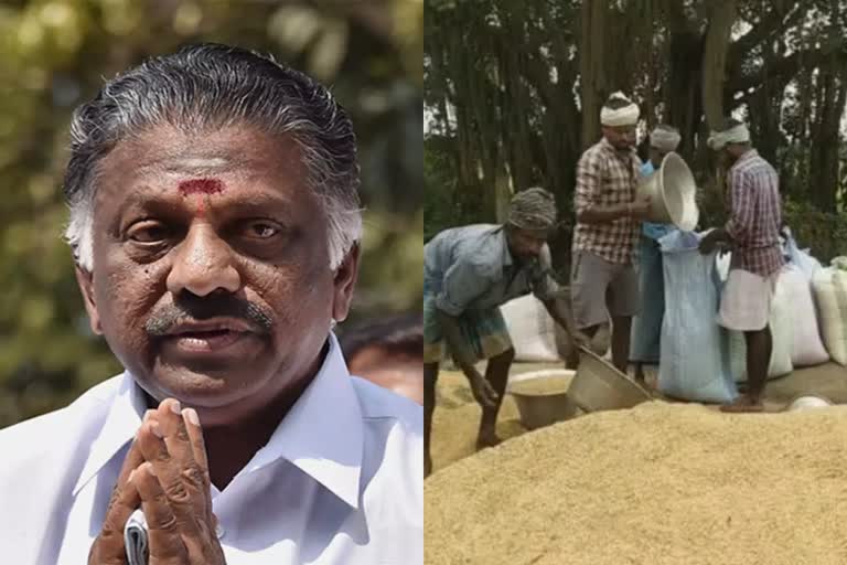 கனமழையால் சேதமான நெற்பயிருக்கு ரூ.30,000 நிவாரணம் வழங்க ஓபிஎஸ் வலியுறுத்தல்!