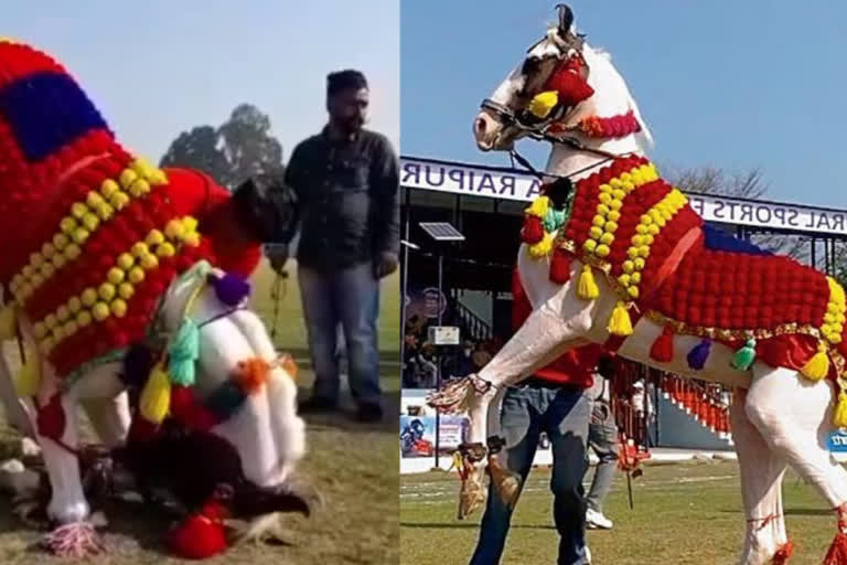 Fort Raipur Sports Fair : The dancing mare was the center of attraction