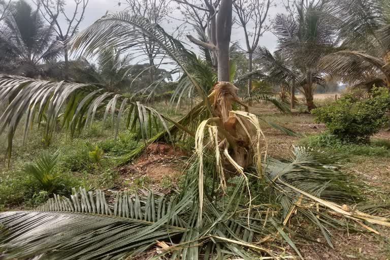 தென்னை மரங்களை துவம்சம் செய்த காட்டு யானைகள்