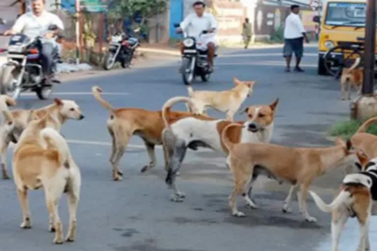 Stray Dog Attack: રખડતા શ્વાને 7 વર્ષની બાળકી પર કર્યો હુમલો, સ્થાનિકો વચ્ચે ન આવ્યા હોય તો..