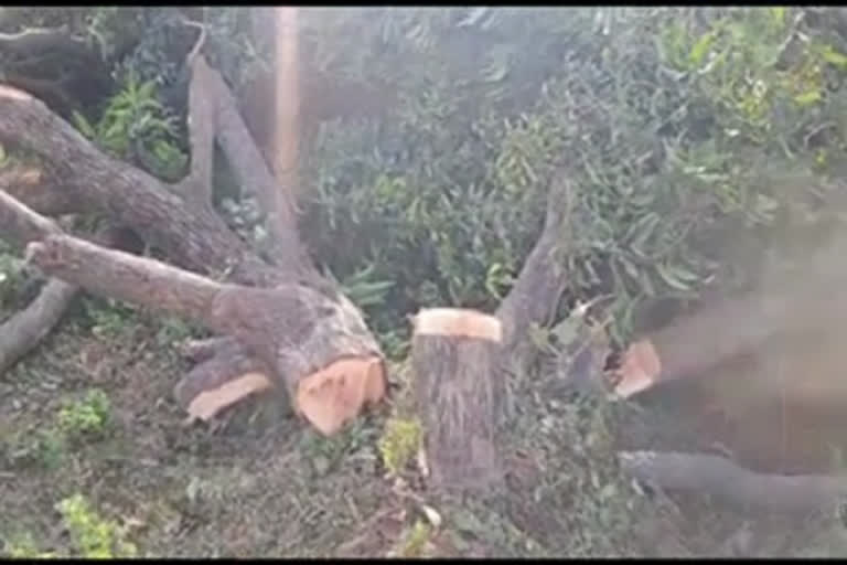 Mango trees cut in Rishikesh