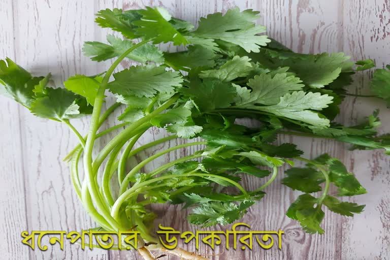 Coriander Leaves News