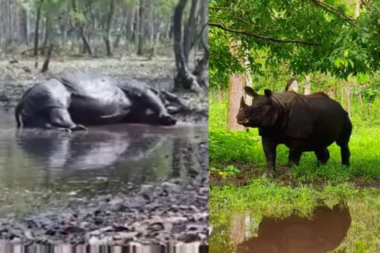 Lonely rhino gets mate Black buck deer new entrant  Bengal Safari Park  Bengal Safari Park Lonely rhino gets mate  rhino bhim gets mate  ഭീമിന്‍റെ ഏകാന്ത വാസത്തിന് അവസാനമാകുന്നു  ബംഗാൾ സഫാരി പാർക്ക്  കണ്ടാമൃഗം  ഹോഗ് മാൻ  കൃഷ്‌ണമൃഗം