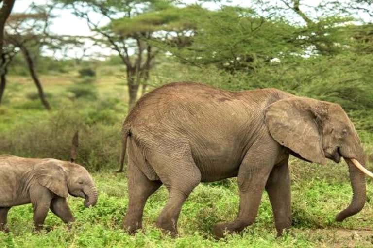 herd of elephants in janjgir champa