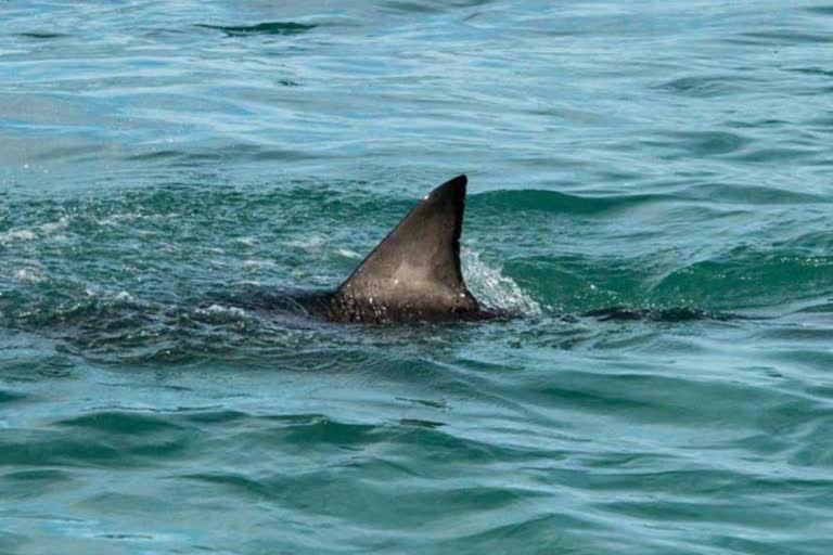 shark attack in Australia