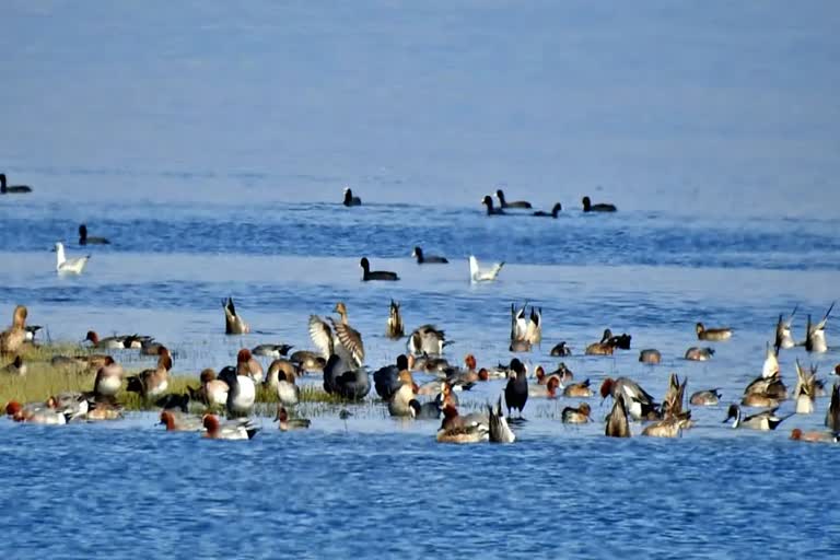 this-winter-1-dot-17-lakh-birds-of-108-species-arrived-at-wetland-site-pong-dam-of-himachal