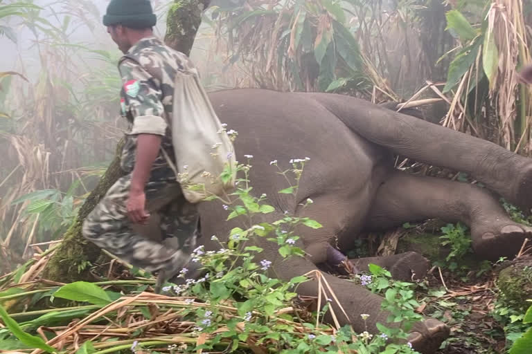 idukki elephant death investigation updation  idukki elephant death  elephant death investigation  cigerette komban  idukki elephant death investigation  wild elephant death idukki chinnakkanal  വനം വകുപ്പ്  വനം വകുപ്പ് അന്വേഷണം സിഗരറ്റ് കൊമ്പന്‍റെ മരണം  സിഗരറ്റ് കൊമ്പൻ ചരിഞ്ഞതിൽ അന്വേഷണം  സിഗരറ്റ് കൊമ്പൻ  സിഗരറ്റ് കൊമ്പൻ ചരിഞ്ഞു  സിഗരറ്റ് കൊമ്പന് വൈദ്യുതാഘാതമേറ്റു  ഇടുക്കിയിൽ കാട്ടാനയ്‌ക്ക് വൈദ്യുതാഘാതമേറ്റു  ഇടുക്കിയിൽ കാട്ടാന ചരിഞ്ഞു  ദേവികുളം ഫോറസ്റ്റ് റേഞ്ച് ഓഫിസർ  കാട്ടാന ചരിഞ്ഞു  കാട്ടാന  കാട്ടാനയ്‌ക്ക് വൈദ്യുതാഘാതം