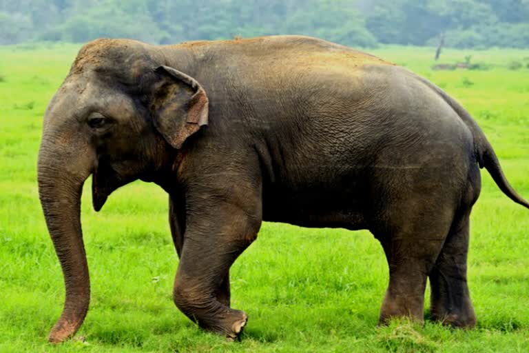 elephant death in raigarh chhattisgarh