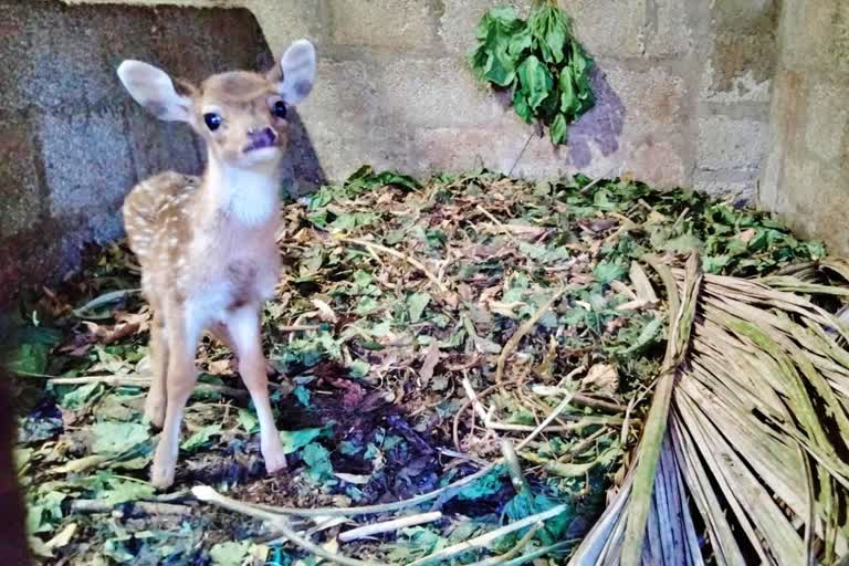 ಜಿಂಕೆ ಮರಿ