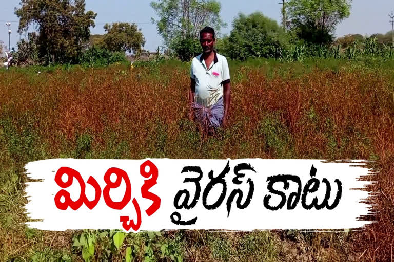 Farmers Removing Chilli Crops