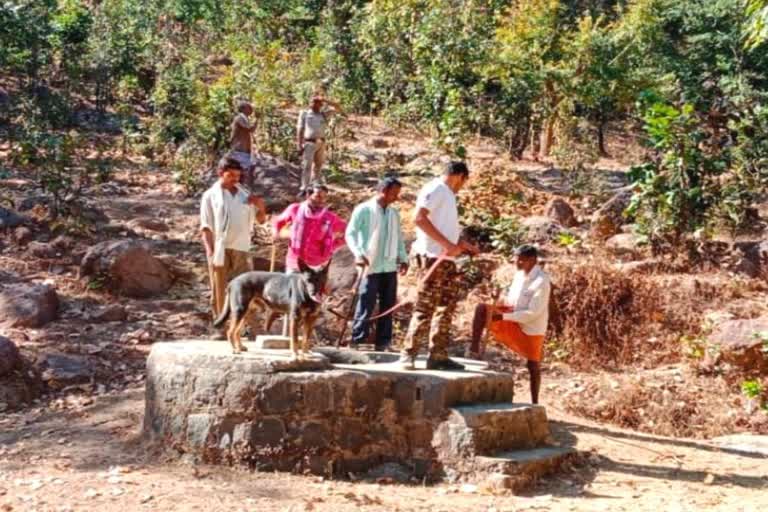 Tiger panic in Manendragarh Chirmiri Bharatpur