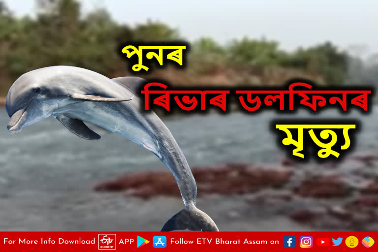 2 River Dolphin Died in 3 days Chaygaon