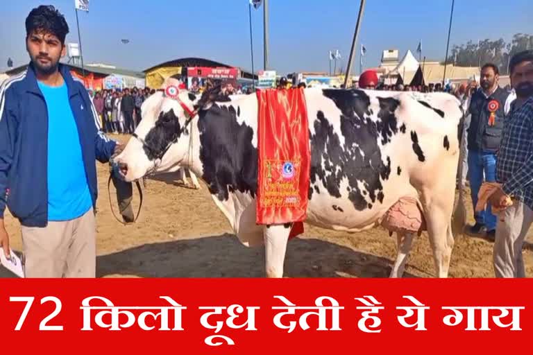 Haryana cow gave 72 kg of milk in Kisan Mela of Jagraon