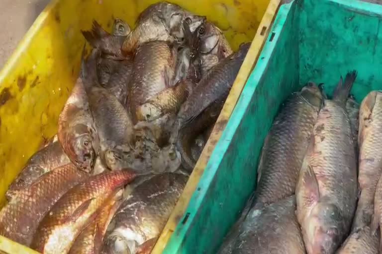 Rotten and wormy fish caught  Rotten fish  Rotten fish caught from containers  fish from andra prdaesh  latest news in ernakulam  latest news today  അഴുകിയതും പുഴുവരിച്ചതുമായ മത്സ്യം  അഴുകിയ മത്സ്യമാണ് പിടികൂടിയത്  കണ്ടെയ്‌നറുകളില്‍ നിന്ന് അഴുകിയ മത്സ്യം പിടികൂടി  ഭക്ഷ്യ സുരക്ഷ വിഭാഗം  നഗരസഭ ആരോഗ്യ വിഭാഗം  എറണാകുളം ഏറ്റവും പുതിയ വാര്‍ത്ത  ഇന്നത്തെ പ്രധാന വാര്‍ത്ത