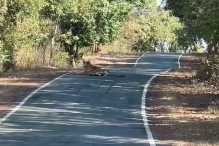 chitrakoot movement of tigers seen