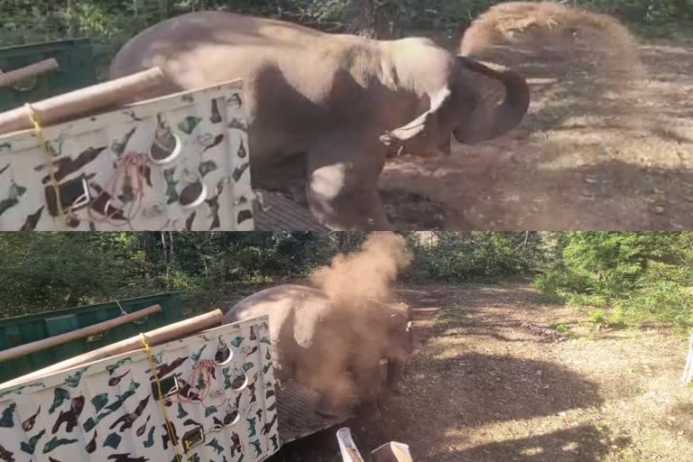 The first wild elephant caught by Chinnathambi Kumki was released into the forest