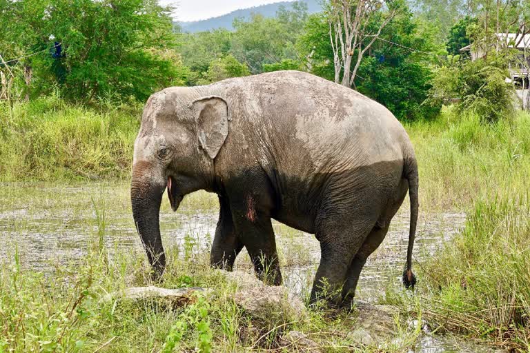 Tracker killed in an Elephant attack