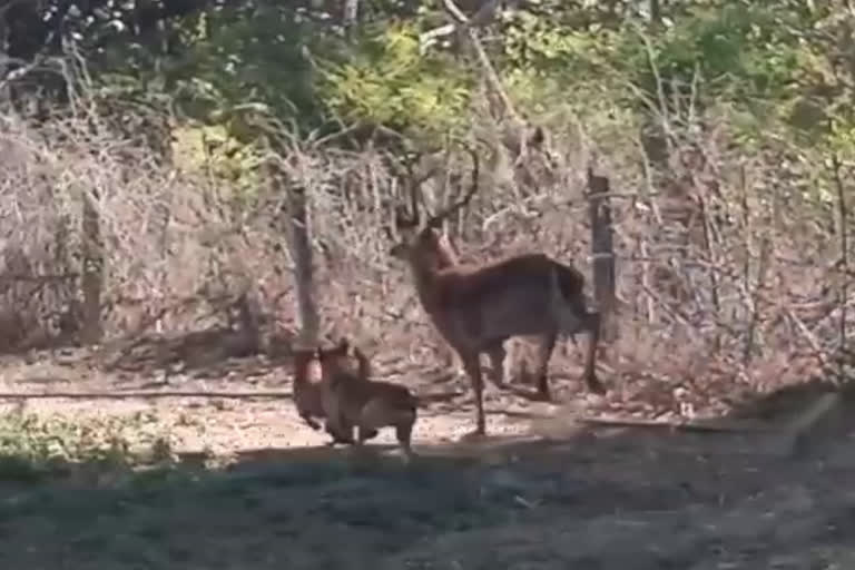 mandla dogs hunt reindeer