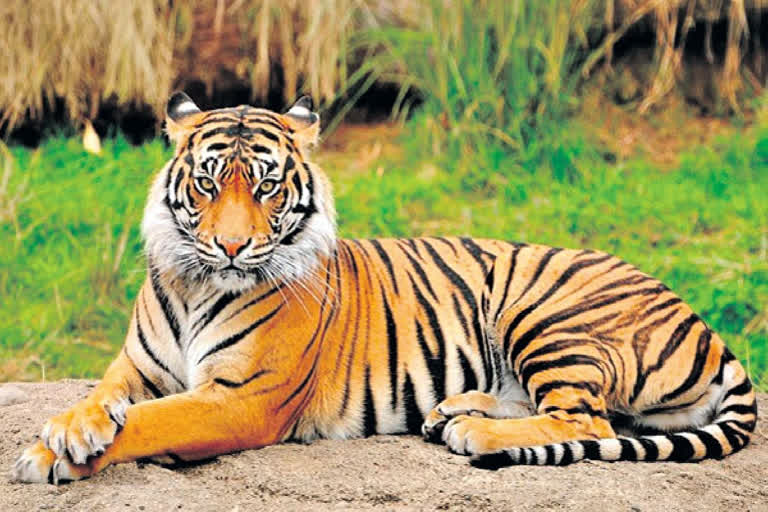 Wild Animals in Telangana forests