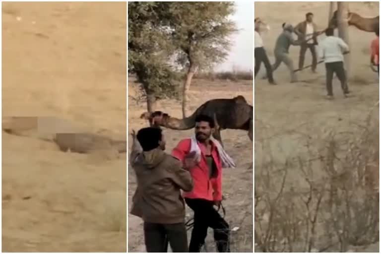 camel-beaten-to-death