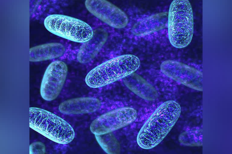 Researchers reveals how antibiotic helps to fight against superbugs