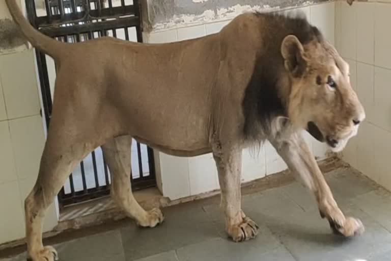 Asiatic Lion GS in nahargarh biological park