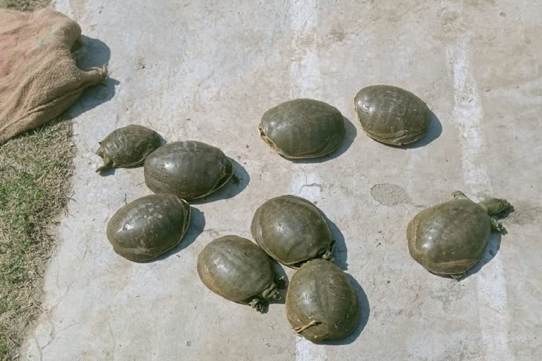 Dineshpur Turtle Smuggling