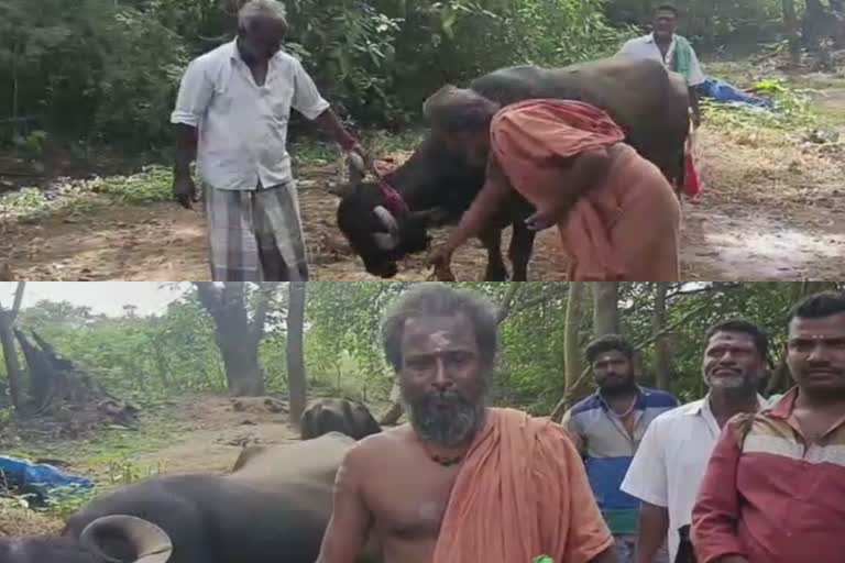 Request for subsidy to farmers for rearing buffaloes