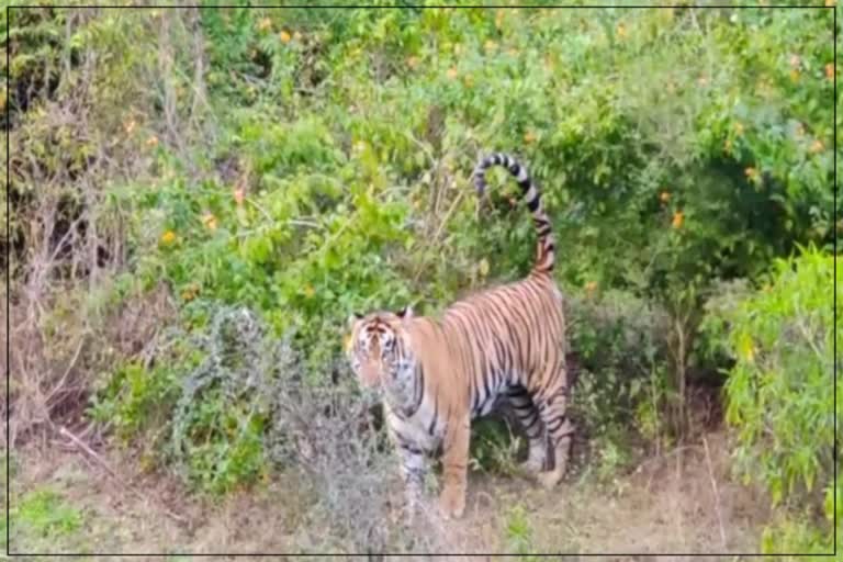 Missing Sariska Tiger Found