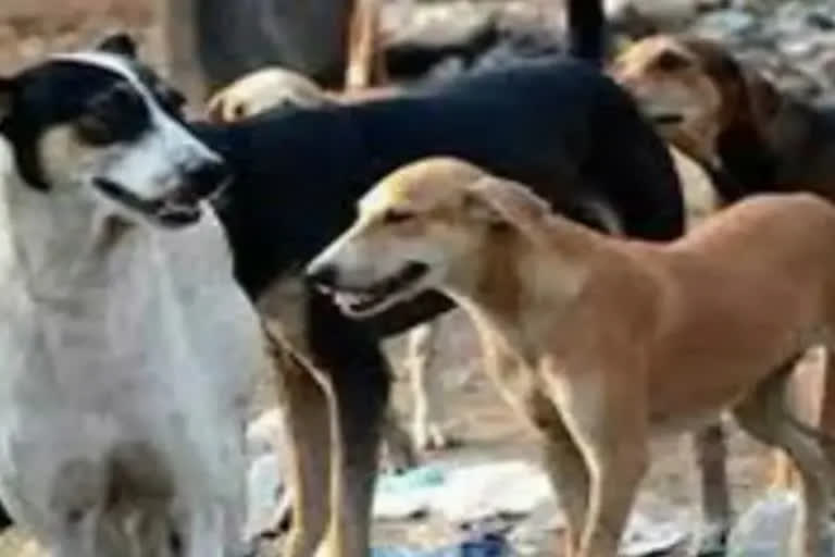 child killed in street dog attack  street dog attack Surat  തെരുവ് നായകളുടെ ആക്രമണത്തില്‍  ഗുജറാത്തിലെ സൂറത്തിലെ  താമസ സൗകര്യമില്ലാത്ത വിഷയം  തെരുവ് നായ ആക്രമണം  തെരുവ് നായ ആക്രമണം ഗുജറാത്ത്  lack of housing in Gujarat