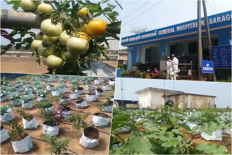 vegetable hospital  പച്ചക്കറിത്തോട്ടം  ആശുപത്രി ടെറസിൽ പച്ചക്കറിത്തോട്ടം  കേരള വാർത്തകൾ  പച്ചക്കറി  കാസർകോട്‌ ജനറൽ ആശുപത്രി  കൃഷി തോട്ടം  ആശുപത്രി ജീവനക്കാർ  vegetable garden  Vegetable garden on hospital terrace  Kasaragod general hospital  vegetable  kerala news  Vegetable garden on Kasaragod general hospital