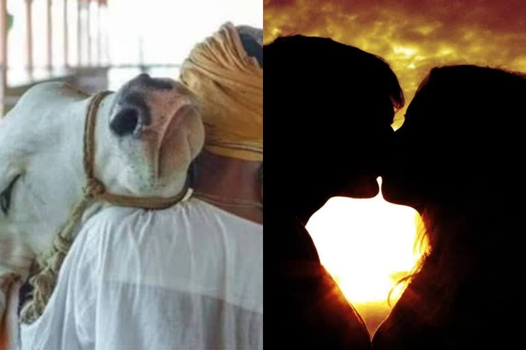 இனி பிப்ரவரி 14ஆம் தேதி காதலர் தினம் இல்லை… 'COW HUG DAY'