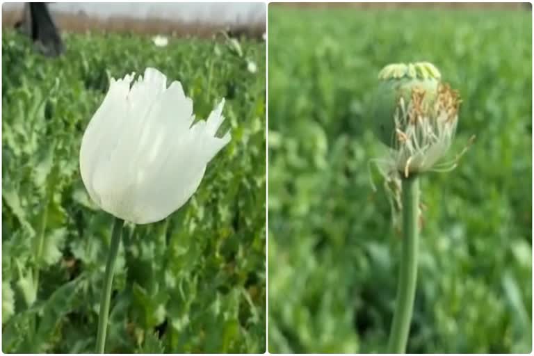 Illegal Poppy Cultivation