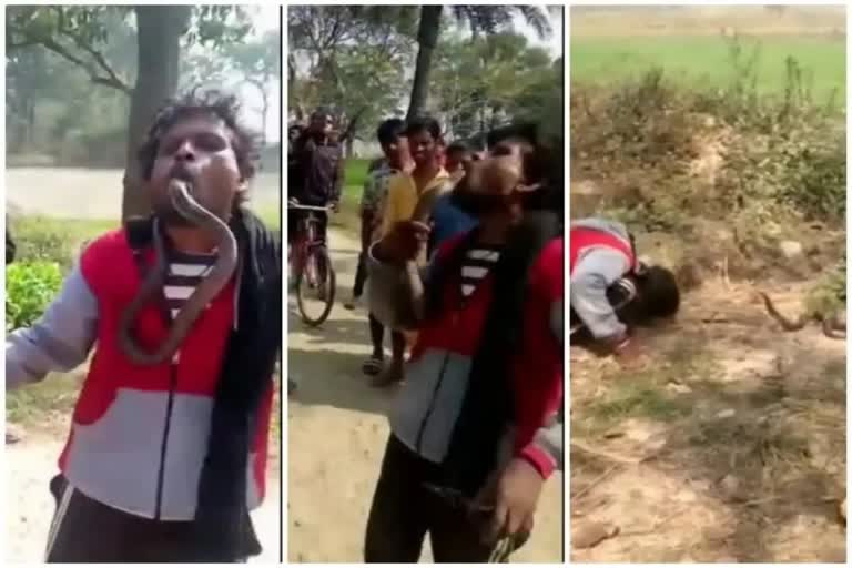 BIHAR: Siwan man wraps cobra around his neck, dies of snake bite