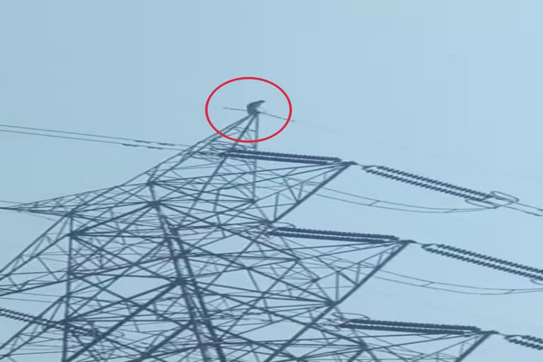 Woman Climbed on High Tension Tower