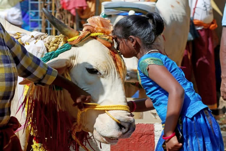 Uttar Pradesh minister Dharampal Singh said orders have been issued by the Animal Welfare Board of India to celebrate February 14 as 'Gau Mata Samman Divas' instead of Valentine's Day because cows are culturally and economically important.