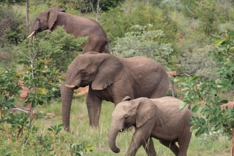 korba elephant