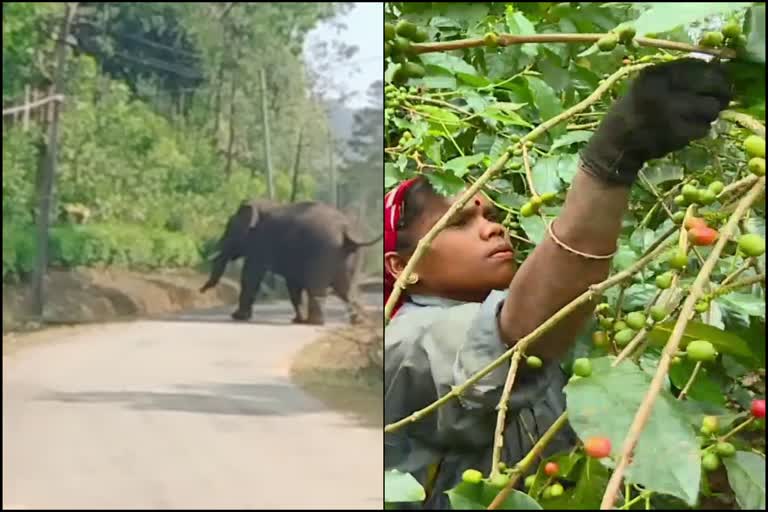 Wild animal problem Laborers are hesitating to picking coffee